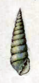 Pyramidella turrita